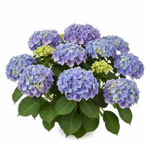 Hydrangea Macrophylla Let's Dance Sky View
