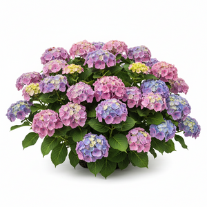 Hydrangea Macrophylla Wee Bit Giddy