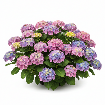 Hydrangea Macrophylla Wee Bit Giddy