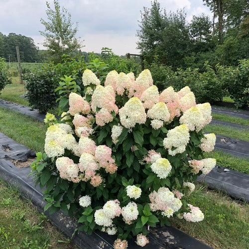 Hydrangea Quick Fire Fab