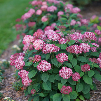 Hydrangea Invincibelle Ruby