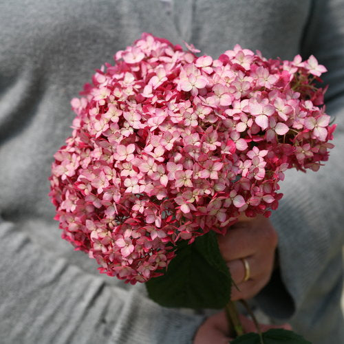 Hydrangea Invincibelle Ruby