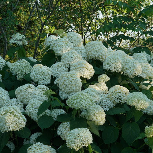 Hydrangea Incrediball