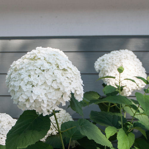 Hydrangea Incrediball