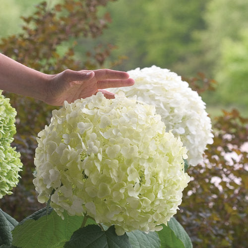 Hydrangea Incrediball