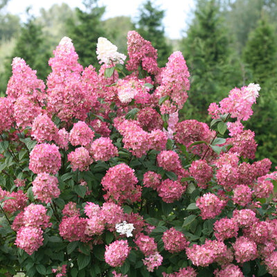 Hydrangea Fire Light