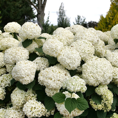 Hydrangea Storm Proof