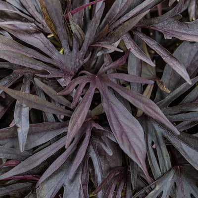 Ipomoea Sweet Caroline Medusa Black - 4.25" Proven Winners Annual