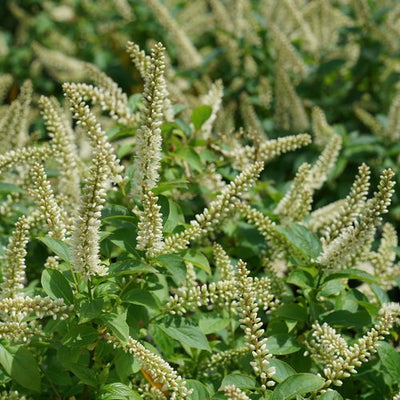 Itea Fizzy Mizzy Sweetspire