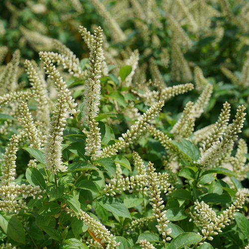 Itea Fizzy Mizzy Sweetspire