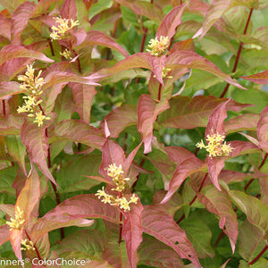 Diervilla Kodiak Orange