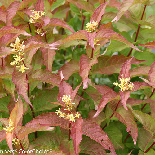 Diervilla Kodiak Orange