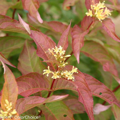 Diervilla Kodiak Orange