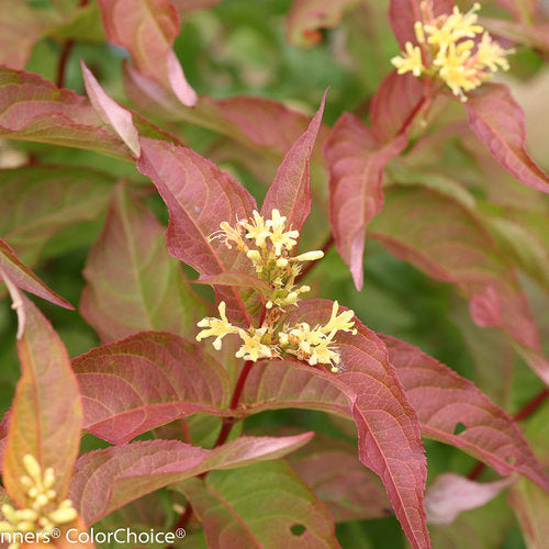 Diervilla Kodiak Orange