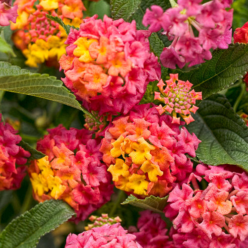 Lantana Luscious Berry Blend - 4.25" Proven Winners Annual