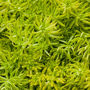 Sedum Lemon Coral - 4.25" Proven Winners Annual