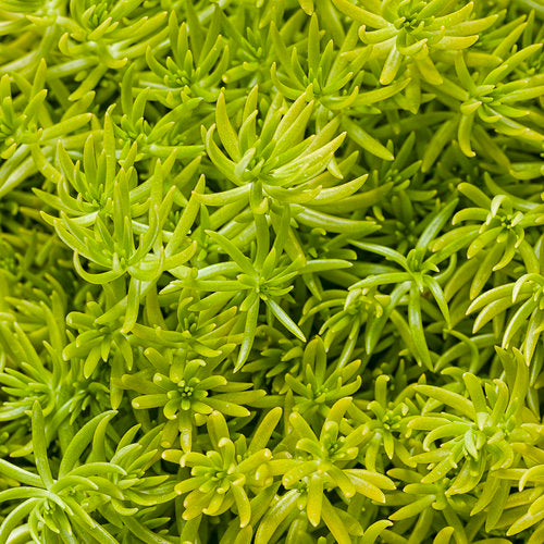 Sedum Lemon Coral - 4.25" Proven Winners Annual