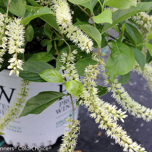 Itea Little Henry Sweetspire