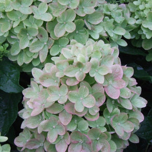 Hydrangea Little Lime