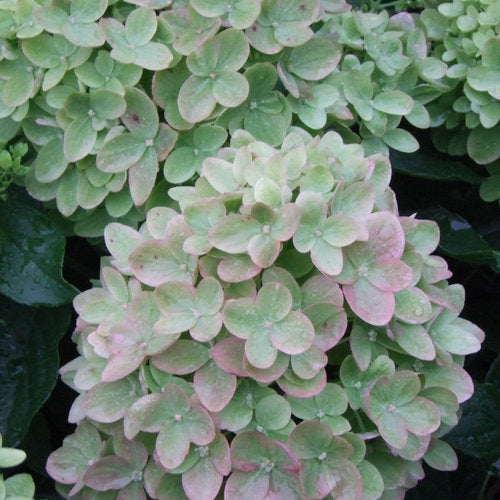 Hydrangea Little Lime