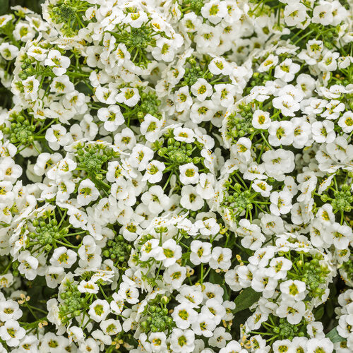 Lobularia White Knight - 4.25" Proven Winners Annual