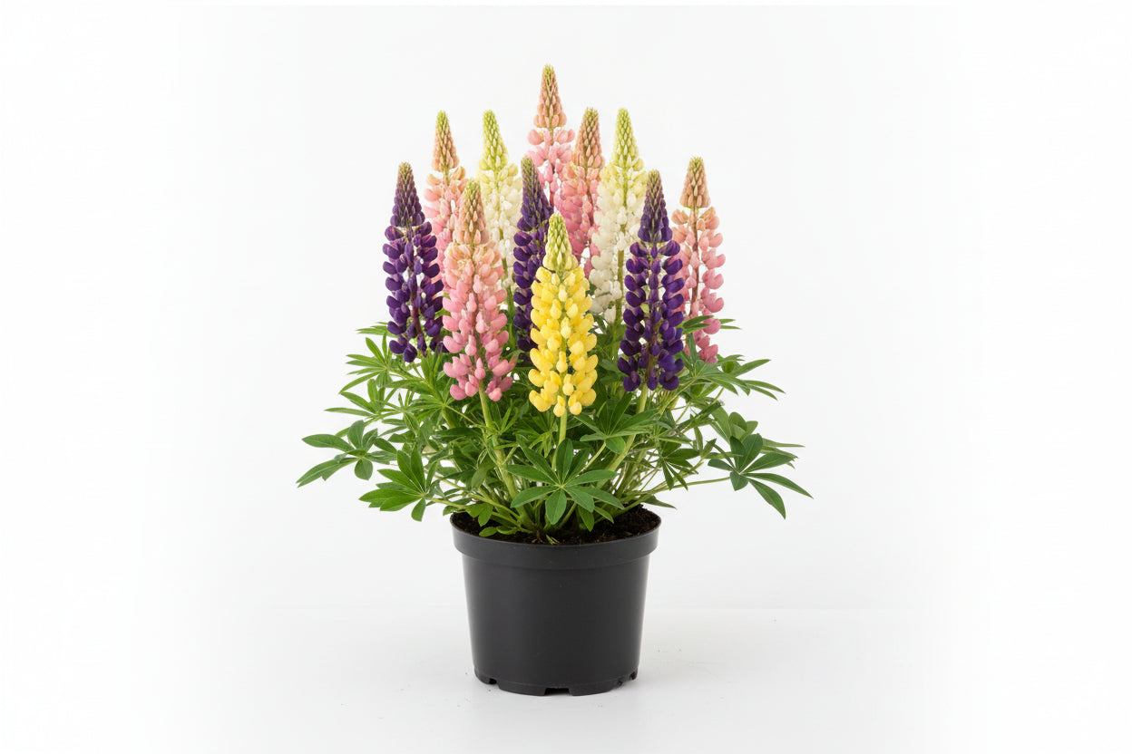 Lupinus Lupine Popsicle Mix
