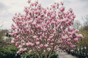 Magnolia Susan