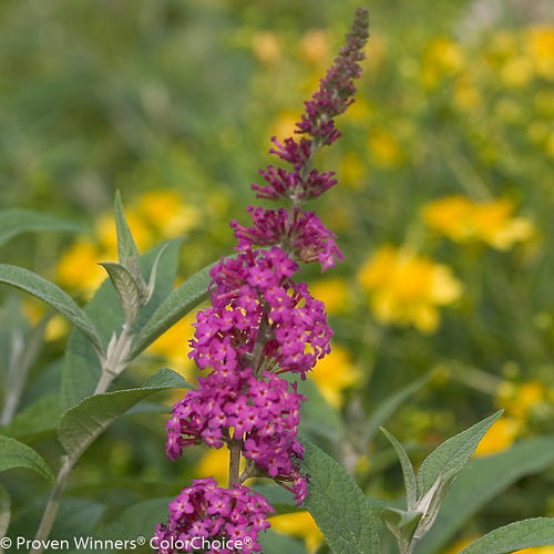 Buddleia Miss Ruby