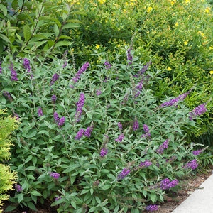 Buddleia Miss Violet