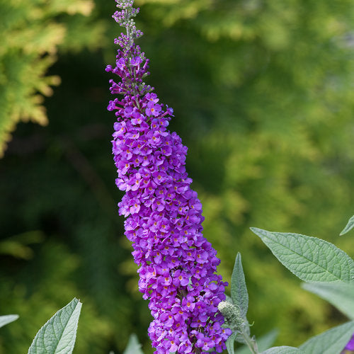 Buddleia Miss Violet
