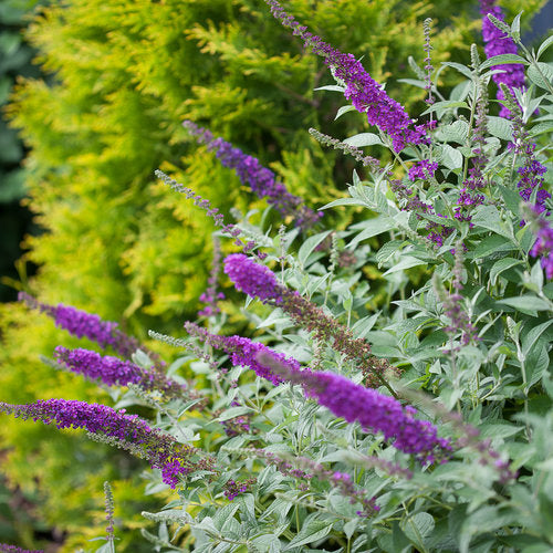 Buddleia Miss Violet