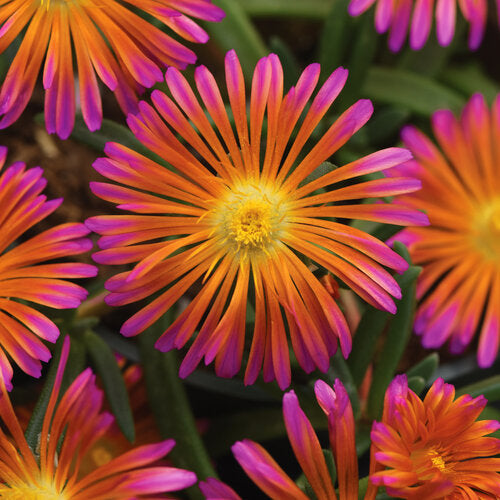 Delosperma Ice Plant Ocean Sunset Orange Glow - 6" Perennial