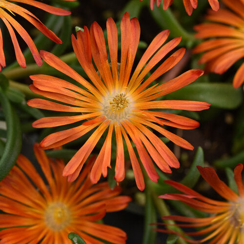 Delosperma Ice Plant Ocean Sunset Orange Vibe - 6" Perennial