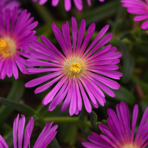 Delosperma Ice Plant Ocean Sunset Violet - 6" Perennial