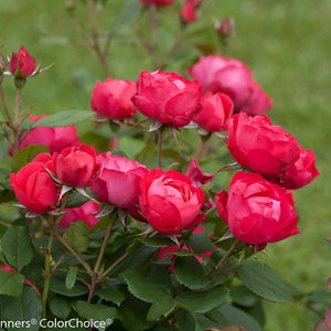 Rose Oso Easy Double Red