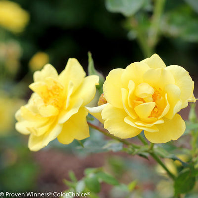 Rose Oso Easy Lemon Zest