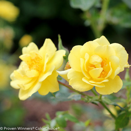 Rose Oso Easy Lemon Zest