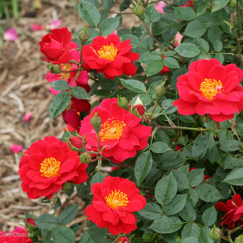 Rose Oso Easy Urban Legend