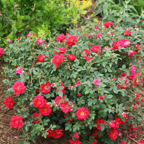 Rose Oso Easy Urban Legend