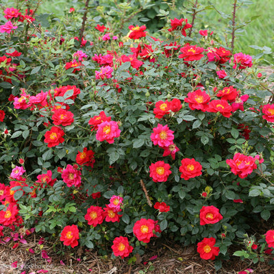 Rose Oso Easy Urban Legend