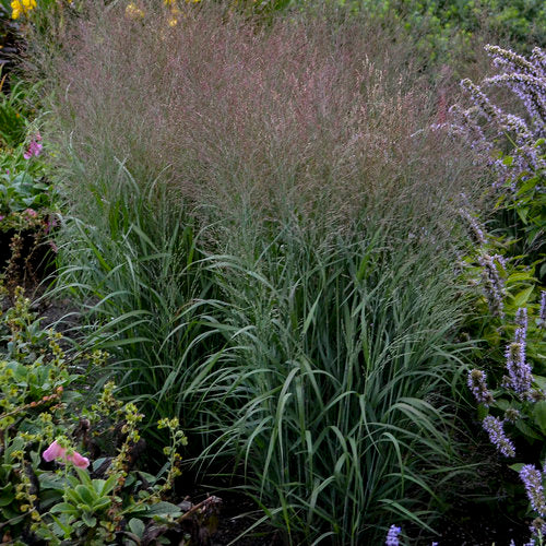 Panicum Switchgrass Apache Rose