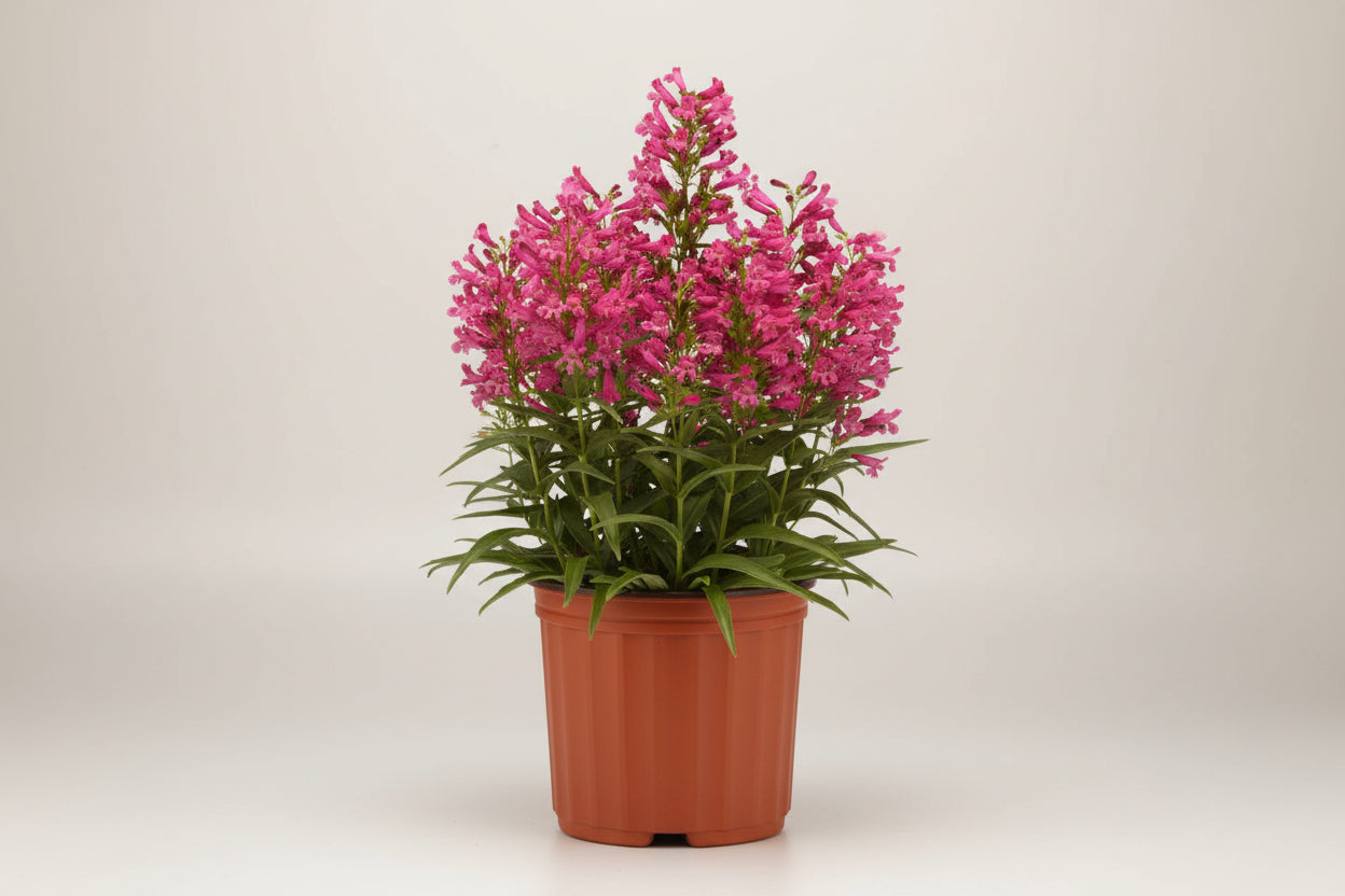 Penstemon Beardtongue Rock Candy Pink Improved
