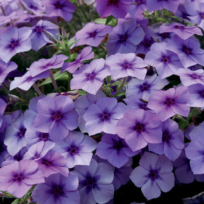 Phlox Southern Blaze Blueberry - 4.25" Proven Winners Annual