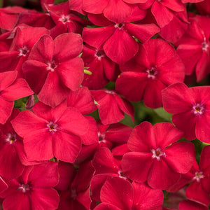 Phlox Southern Blaze Red Hot - 4.25" Proven Winners Annual