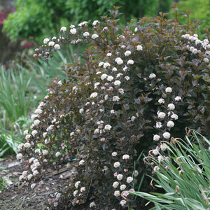 Physocarpus Summer Wine