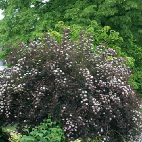 Physocarpus Summer Wine