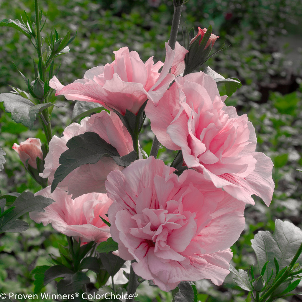 Althea Pink Chiffon, Rose of Sharon