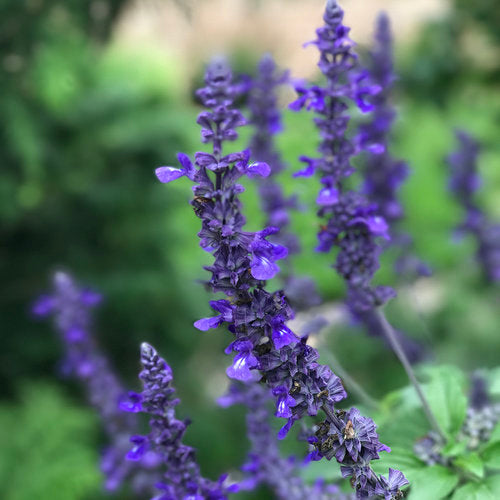 Salvia Rockin Playin the Blues - 4.25" Proven Winners Annual