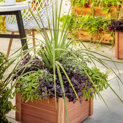 Dracaena indivisa Spikes - 4" Accent Plant