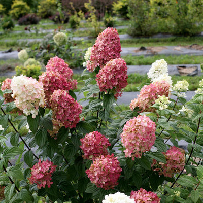 Hydrangea Fire Light